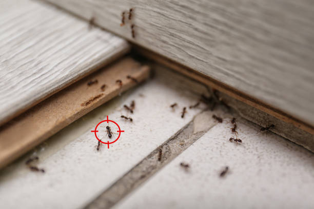 Best Pest Control for Restaurants  in Granite City, IL