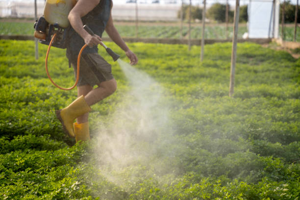 Reliable Granite City, IL Pest Control Solutions