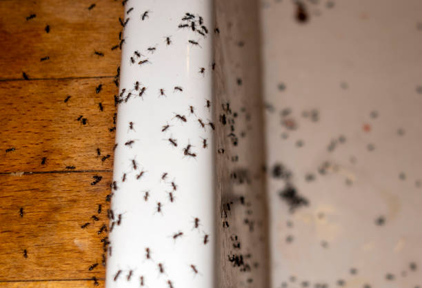 Wildlife Control Services in Granite City, IL