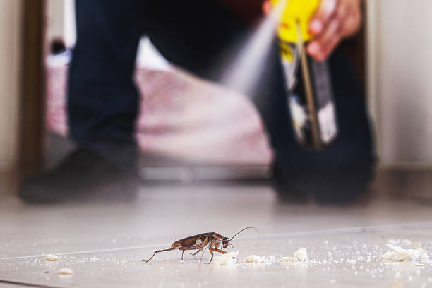 Best Affordable Pest Control Services  in Granite City, IL
