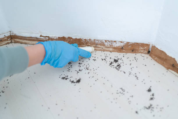 Best Termite Control Services  in Granite City, IL